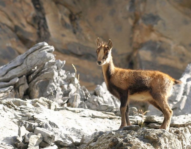  Incontro con la fauna dei Pirenei durante le escursioni